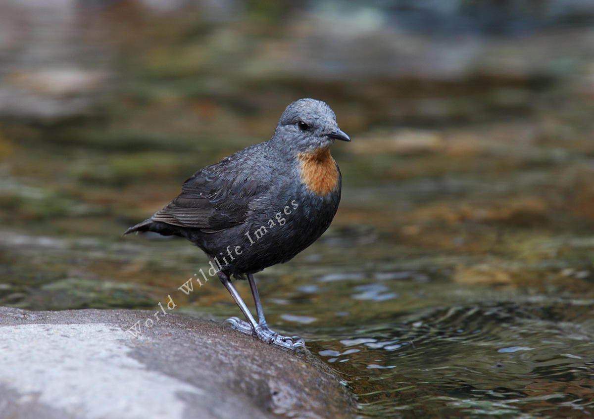 Pretty Rufous-throated dipper