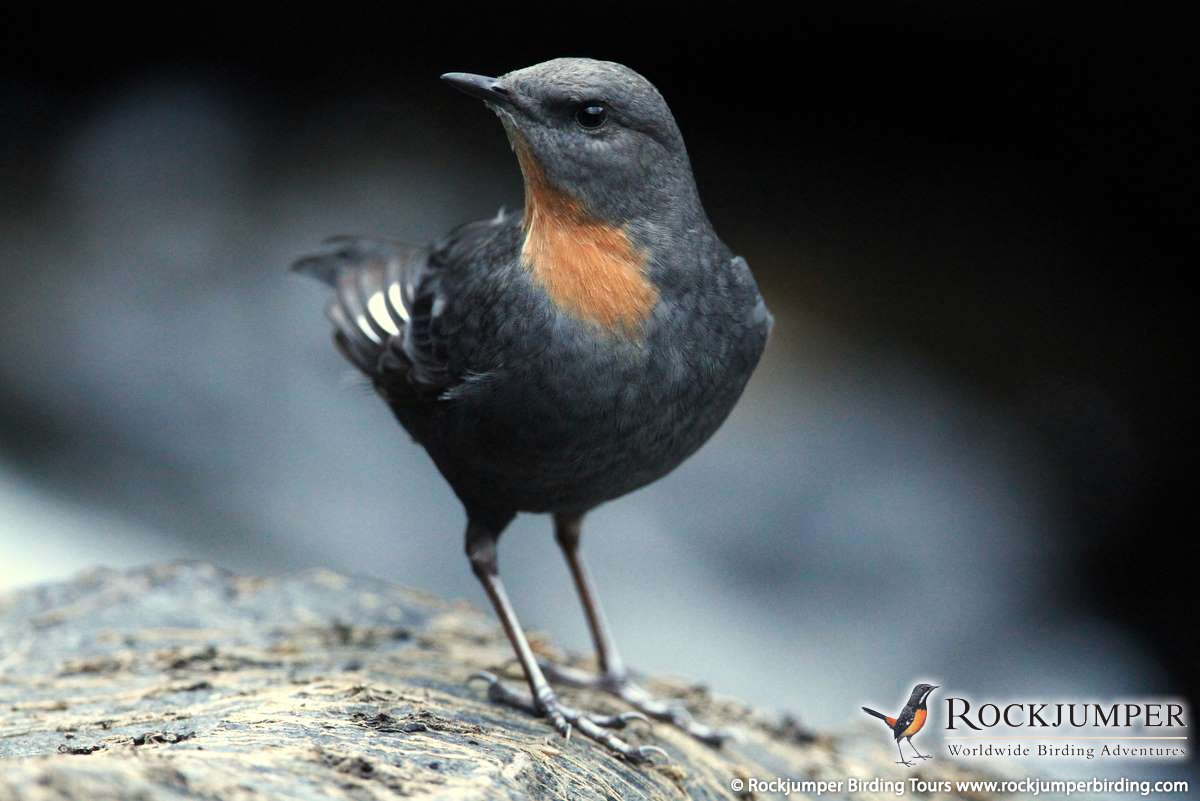 Pretty Rufous-throated dipper