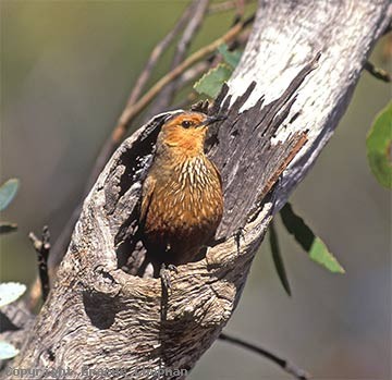 Rufous treecreeper