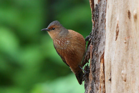 Pretty Rufous treecreeper