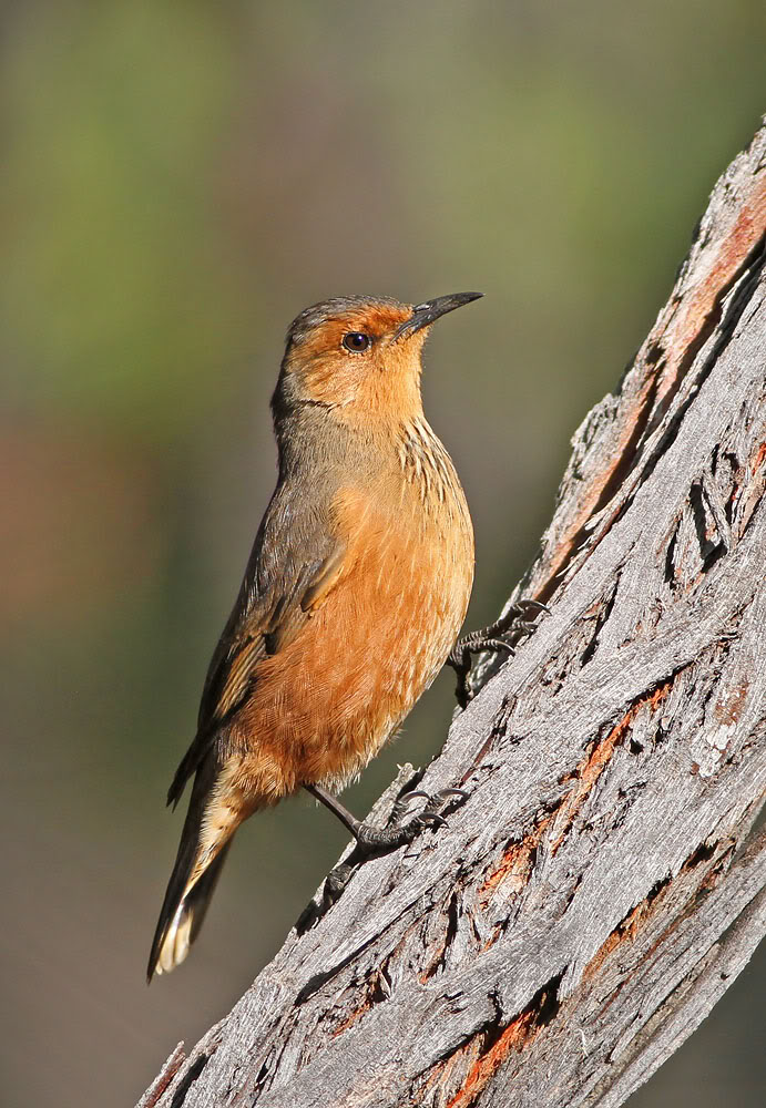 Pretty Rufous treecreeper