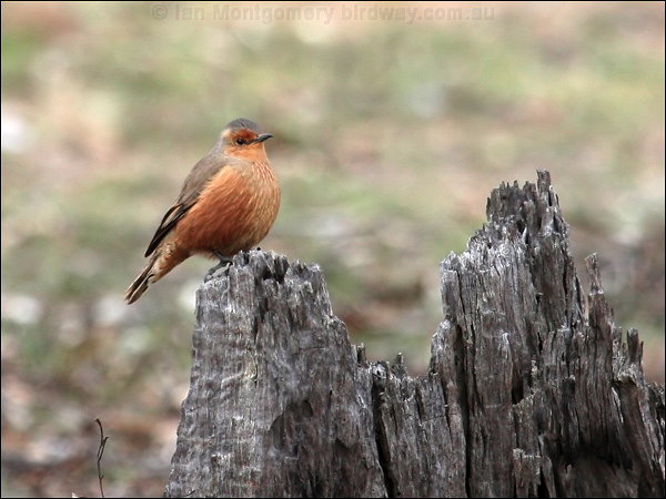 Pretty Rufous treecreeper