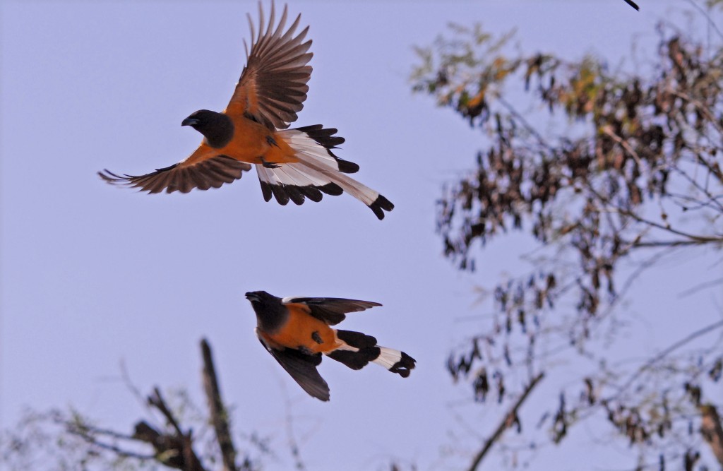 Pretty Rufous treepie