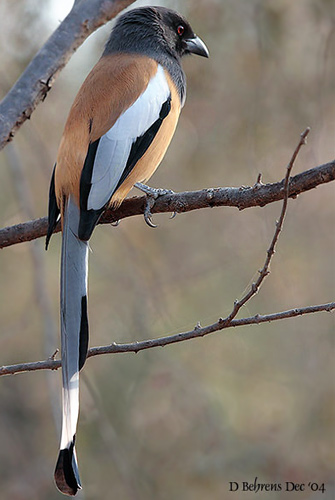 Pretty Rufous treepie
