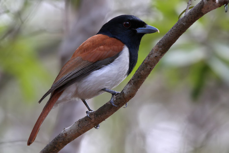 Rufous vanga