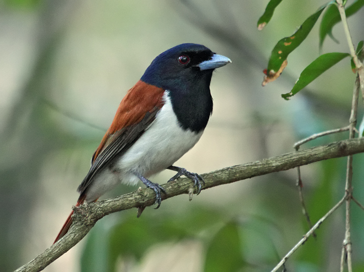 Pretty Rufous vanga
