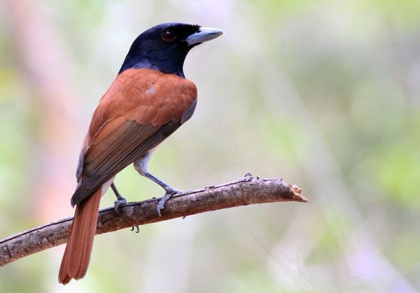 Pretty Rufous vanga