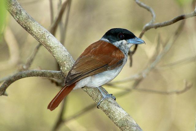 Pretty Rufous vanga