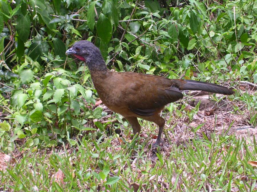 Rufous-vented chachalaca