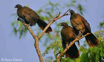 Pretty Rufous-vented chachalaca