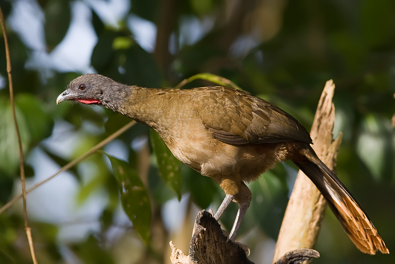 Pretty Rufous-vented chachalaca