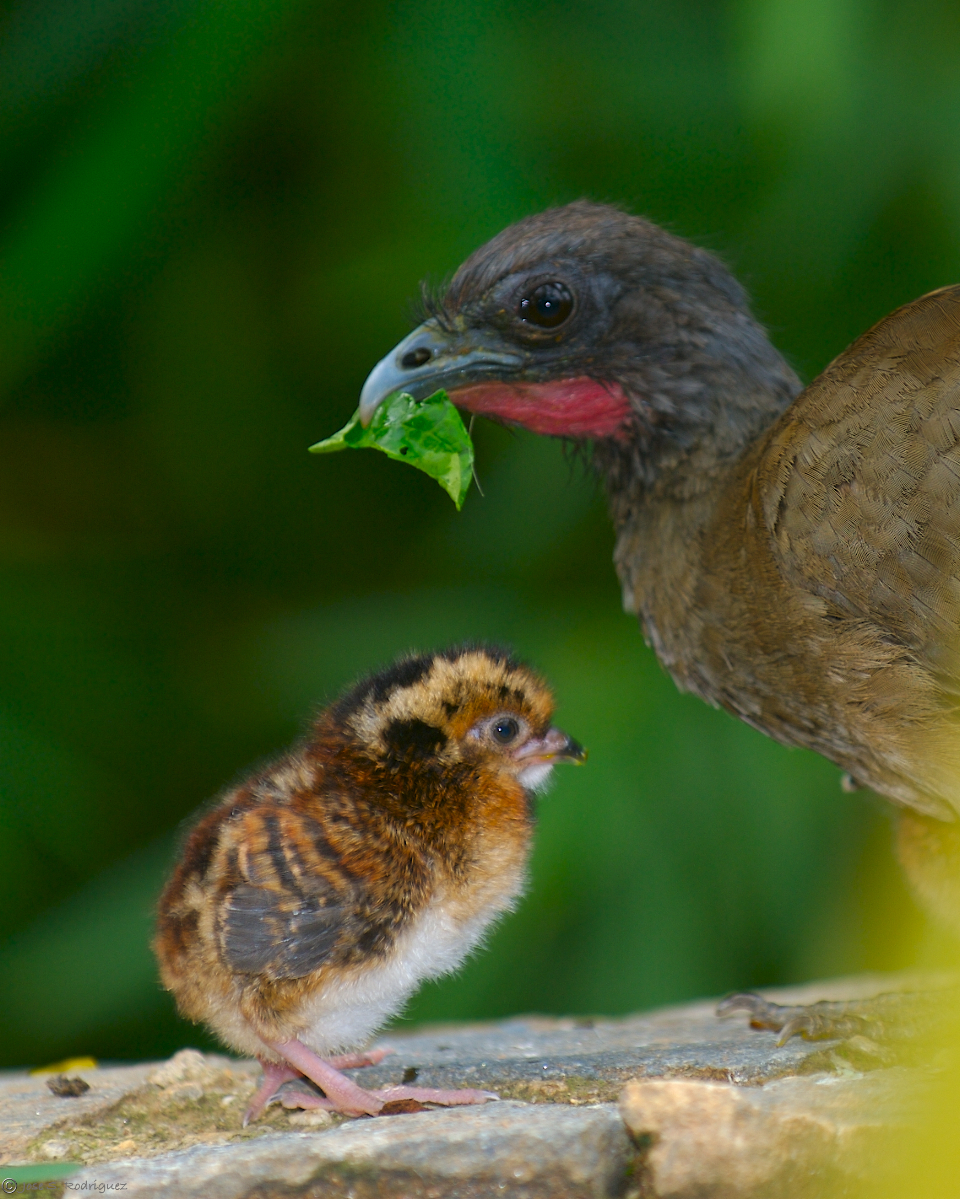 Pretty Rufous-vented chachalaca