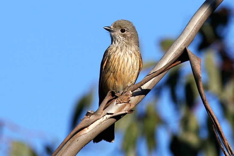 Rufous whistler