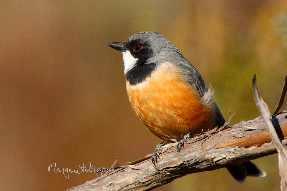 Pretty Rufous whistler