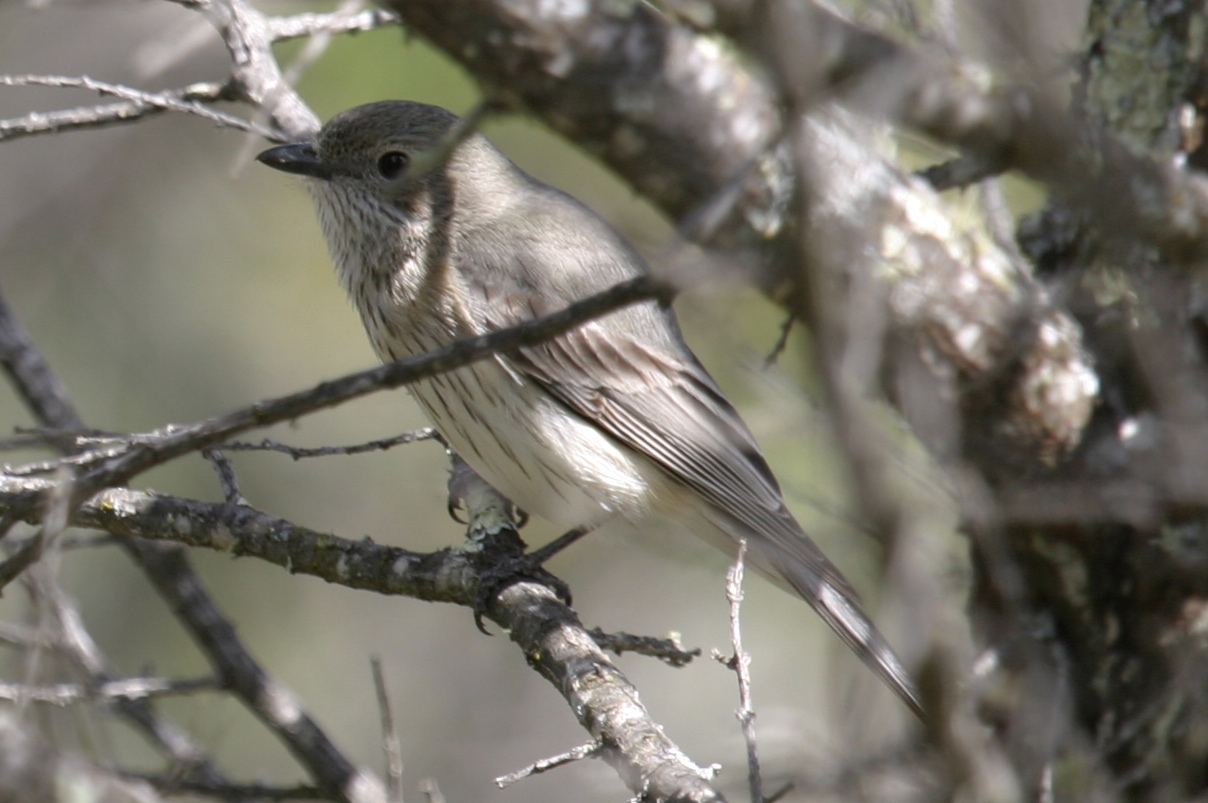 Pretty Rufous whistler