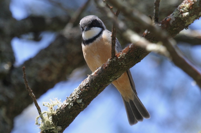 Pretty Rufous whistler