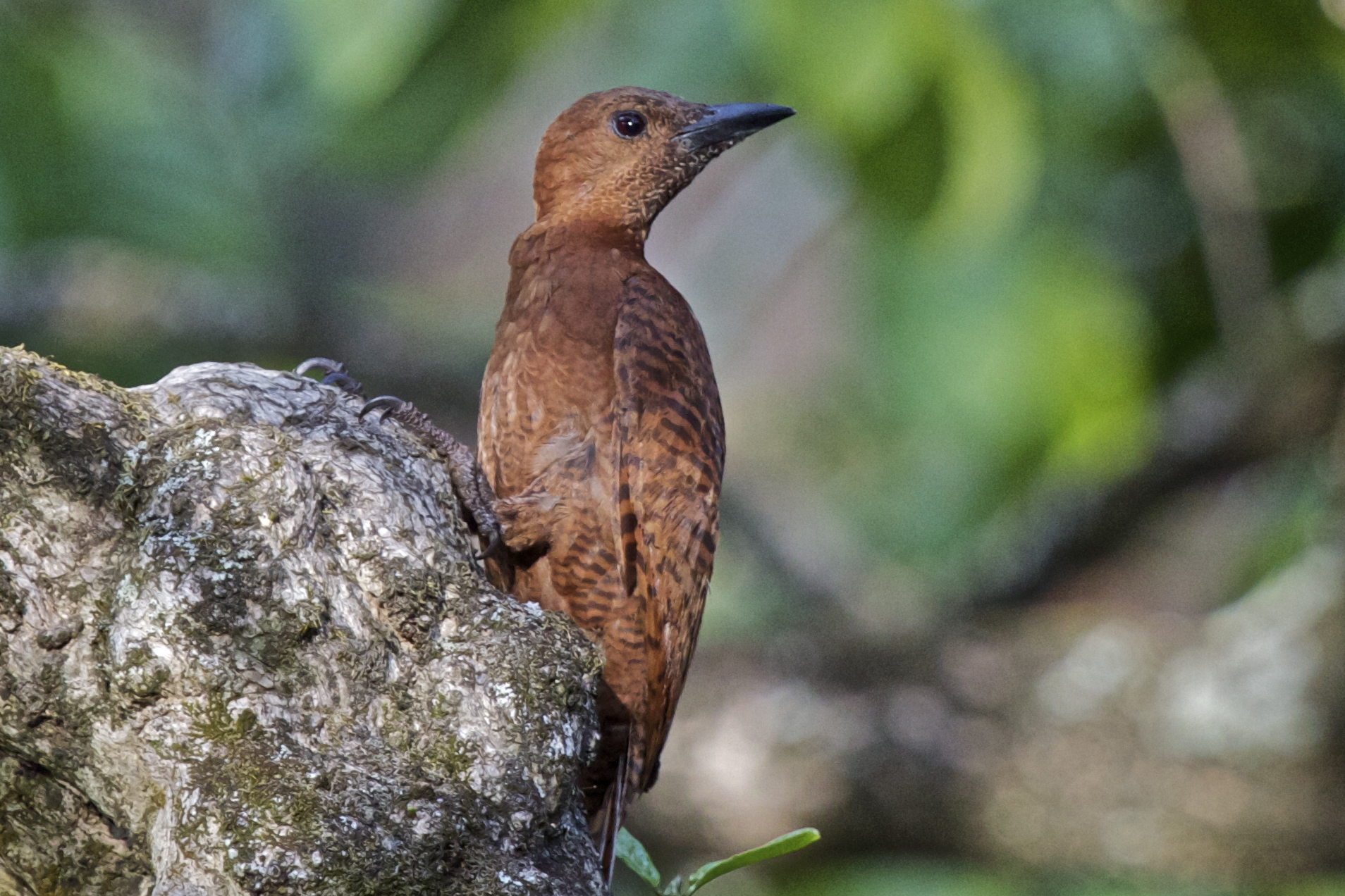 Pretty Rufous woodpecker
