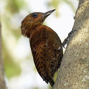 Pretty Rufous woodpecker