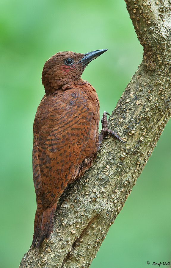 Pretty Rufous woodpecker