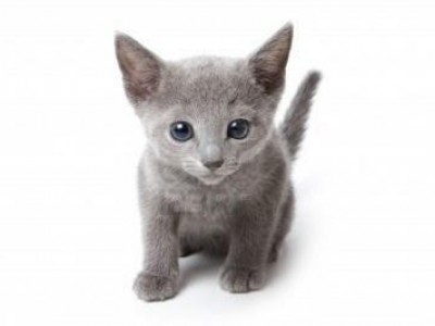 Nice Russian Blue - Cat Breed