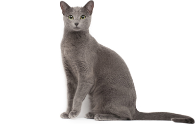 Cool Russian Blue - Cat Breed