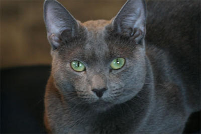 Pretty Russian Blue - Cat Breed