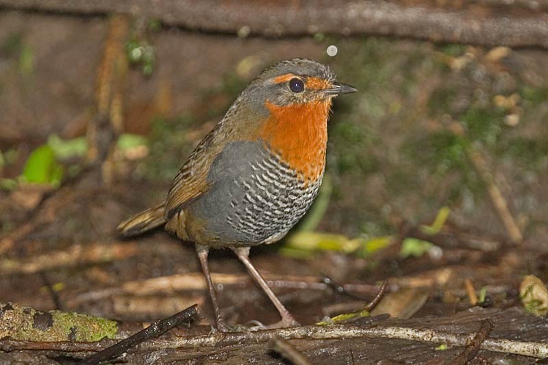 Pretty Rusty-belted tapaculo