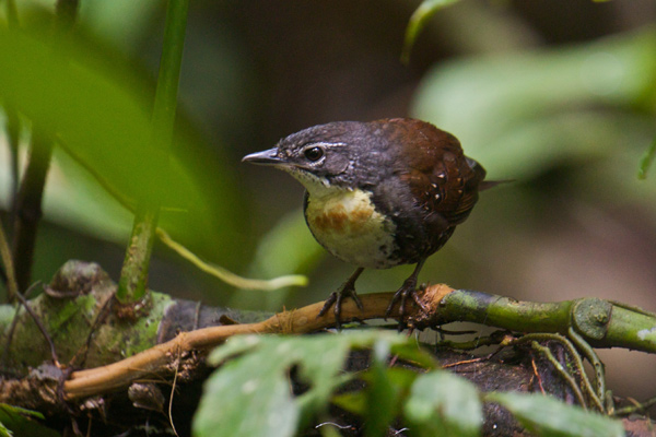 Pretty Rusty-belted tapaculo