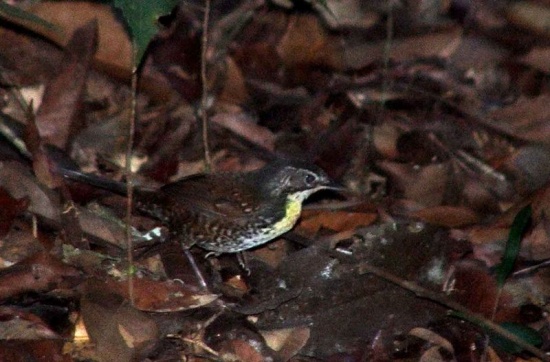 Pretty Rusty-belted tapaculo