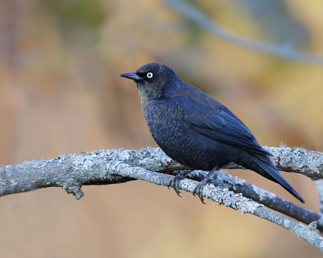 Rusty blackbird