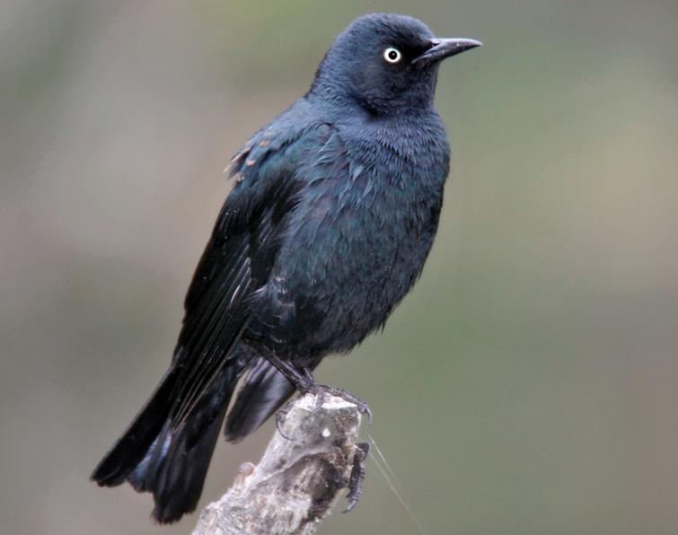 Pretty Rusty blackbird