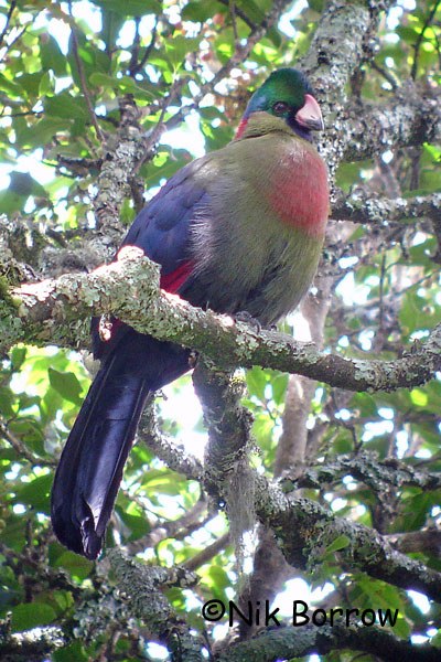 Ruwenzori turaco