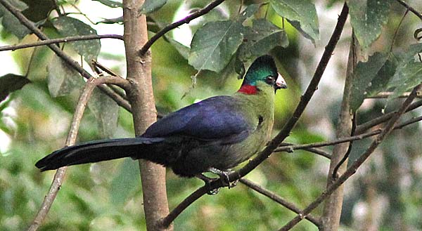 Pretty Ruwenzori turaco