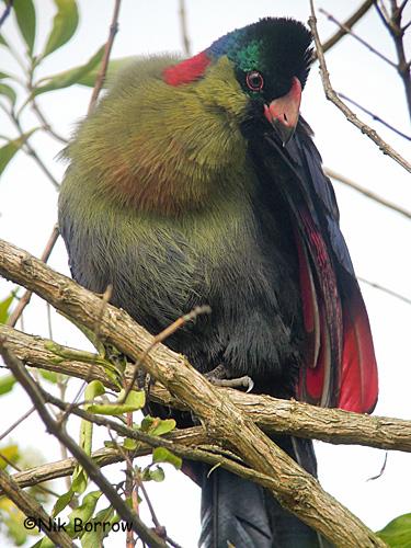 Pretty Ruwenzori turaco