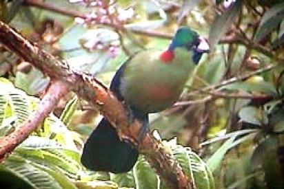 Pretty Ruwenzori turaco