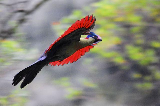 Pretty Ruwenzori turaco