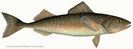 Sablefish
