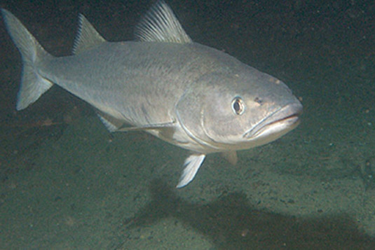 Pretty Sablefish