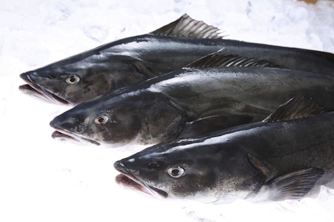 Pretty Sablefish