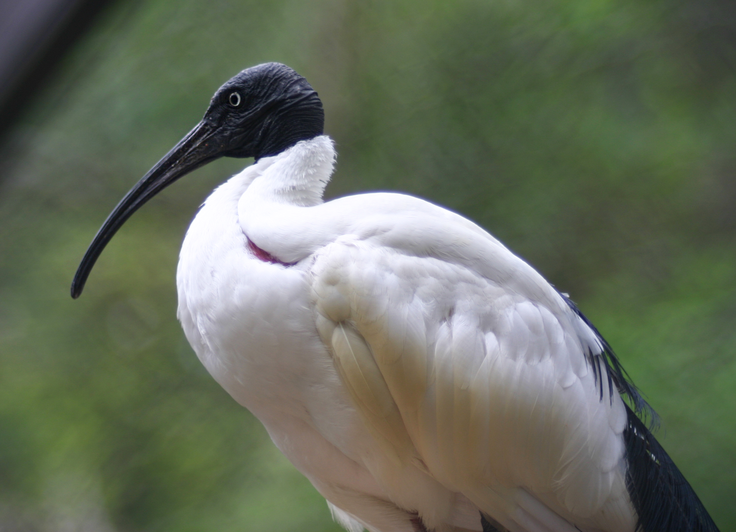 Pretty Sacred ibis