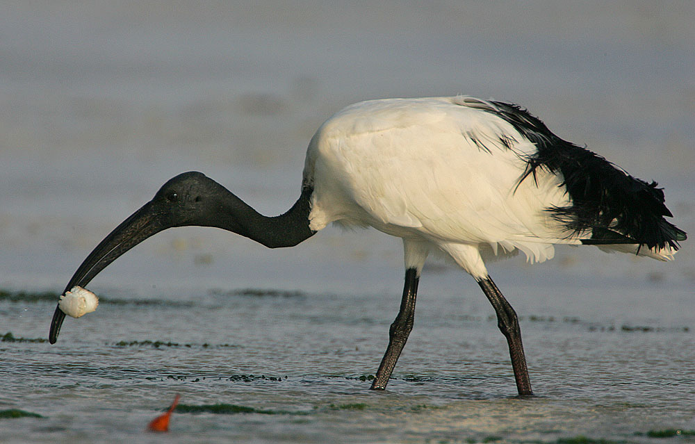 Pretty Sacred ibis
