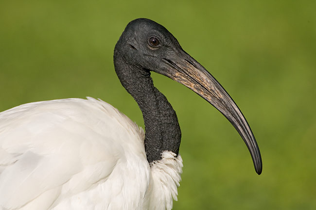 Pretty Sacred ibis