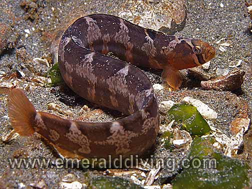 Saddleback gunnel