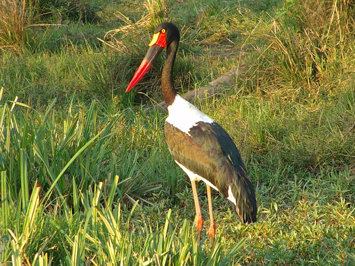 Pretty Saddlebill