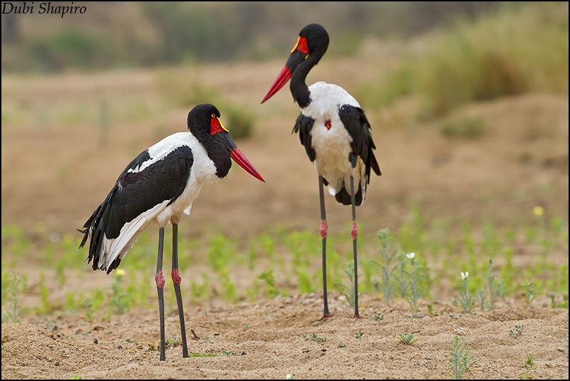 Pretty Saddlebill