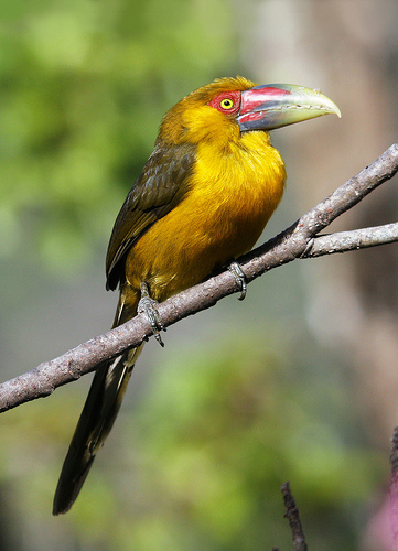 Saffron toucanet