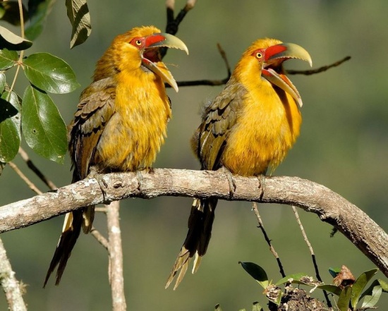 Pretty Saffron toucanet