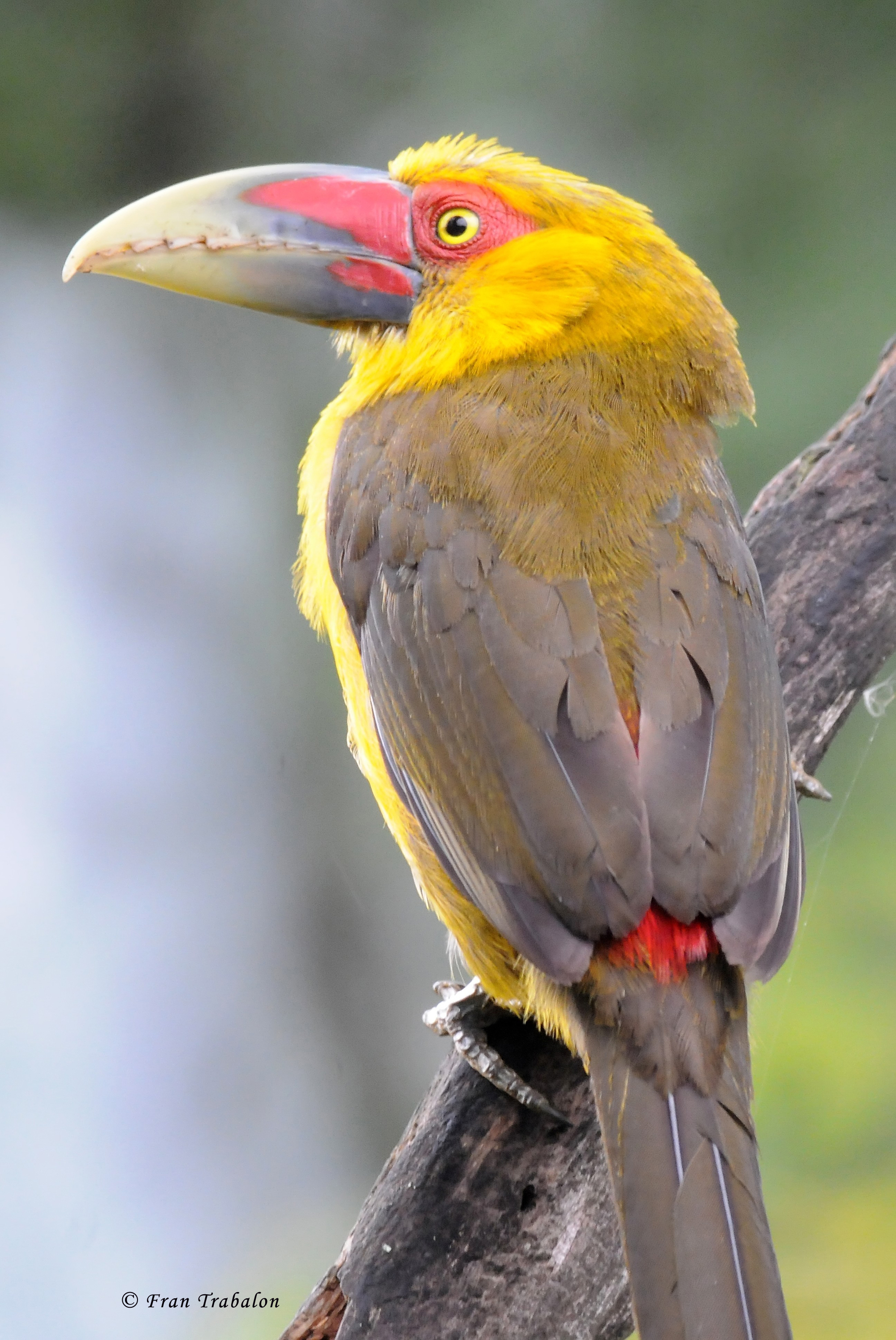 Pretty Saffron toucanet