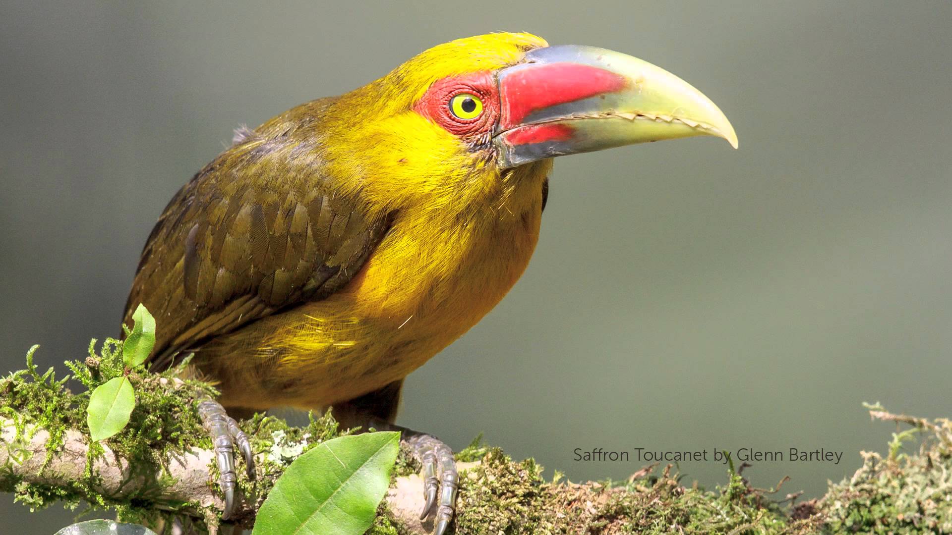 Pretty Saffron toucanet