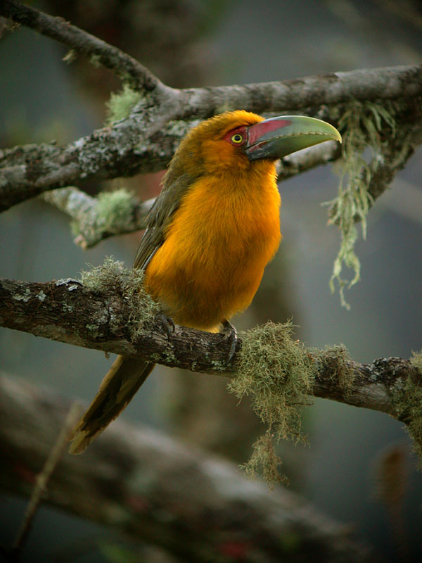 Pretty Saffron toucanet
